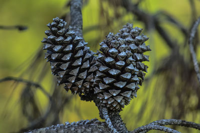 Close-up of pine cone on field during winter