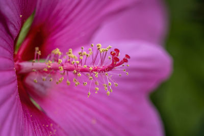 Close-up of pink flower