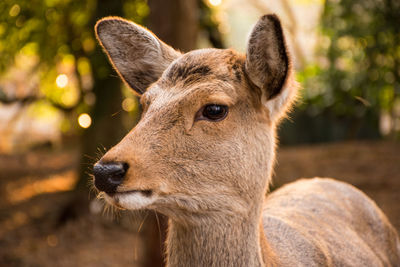 Close-up of deer
