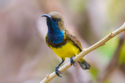 Close-up olive-backed sunbird perching on branch
