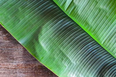 Full frame shot of palm leaf