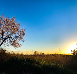 Scenic view of field against clear sky at sunset