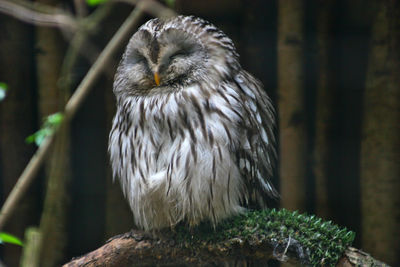 Close-up of owl perching on tree