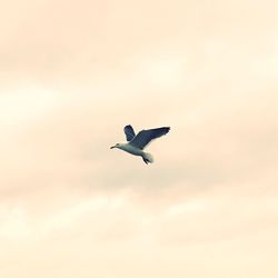 Low angle view of birds flying in sky