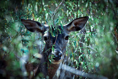 Deer in a forest