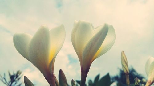 Close-up of flowers blooming against sky