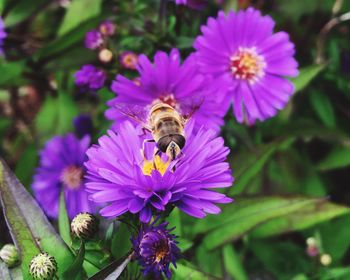 Close-up of bee pollinating on purple flower