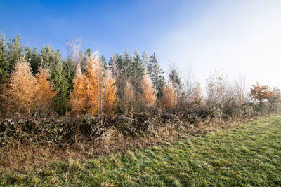 Trees on field against clear sky