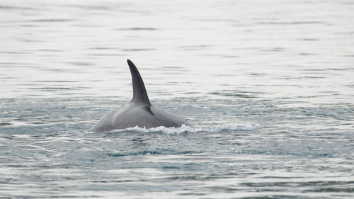 Killer whale swimming in sea