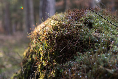 Close-up of moss growing on tree trunk