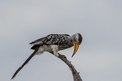 Low angle view of bird perching on branch against clear sky