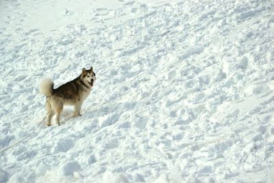 Dog standing on snow