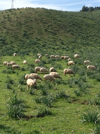 Flock of sheep grazing on field