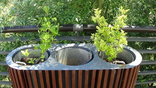 Potted plants in backyard