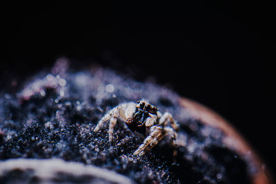 Close-up of spider on rock