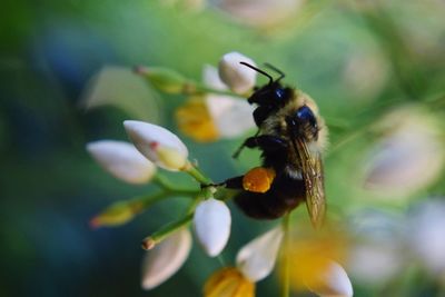 Close-up of bee on flower