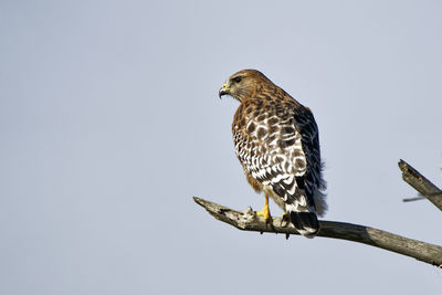 Low angle view of eagle perching on tree against sky