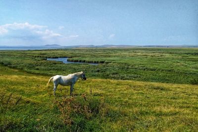 Horse in a field