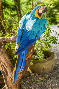 Close-up of bird perching on tree