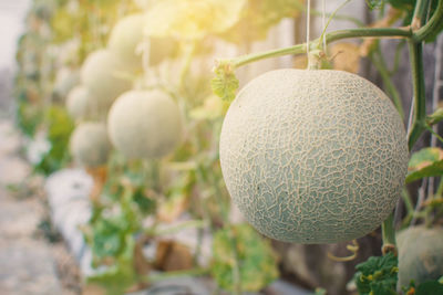 Cantaloupes growing in greenhouse