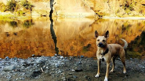 Dog standing on rock by lake