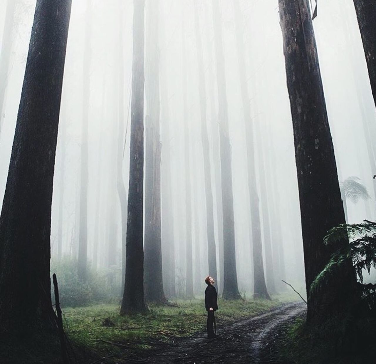 tree, rear view, full length, fog, lifestyles, leisure activity, standing, tree trunk, forest, men, walking, person, foggy, nature, weather, day, woodland, tranquility