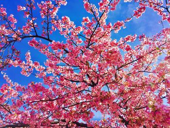 Low angle view of tree against sky