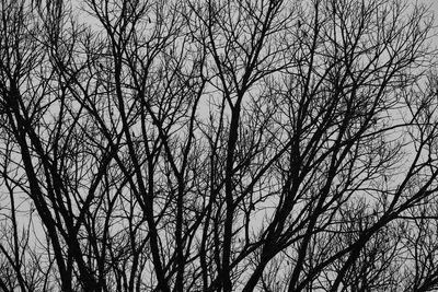 Low angle view of bare trees in forest