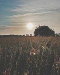 Scenic view of field against sky during sunset