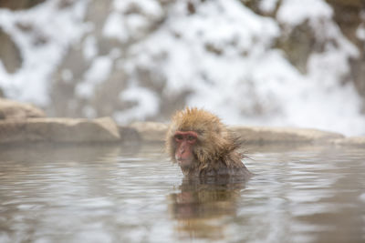 Monkey in a snow