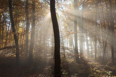 Sunlight streaming through trees in forest