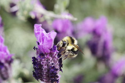 Close-up of bee pollinating on flower