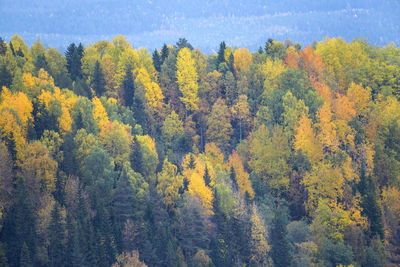 Trees in forest during autumn