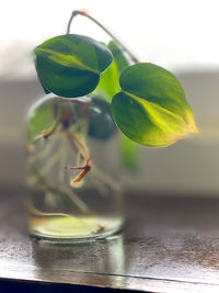 Close-up of potted plant on table