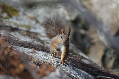 Squirrel on a tree