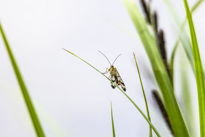 Close-up of butterfly on plant