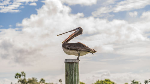 A brown pelican sitting on top of a wooden pile against cloudy sky yawning.