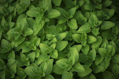 Full frame shot of fresh green leaves