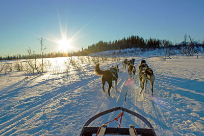 View of dog on snow covered field against sky