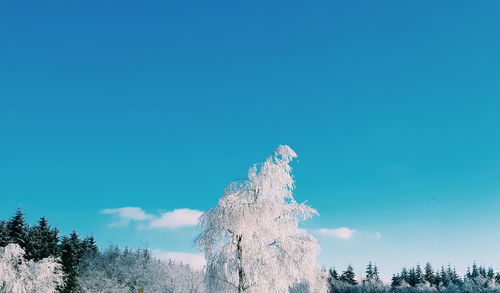 Low angle view of trees against blue sky during winter