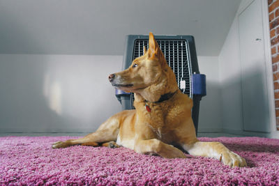 Close-up of dog by pet carrier at home