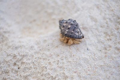 High angle view of shell on sand