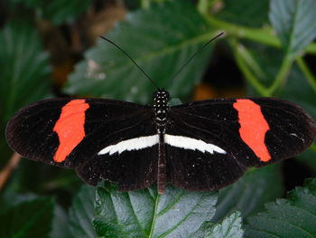 Close-up of butterfly on leaf