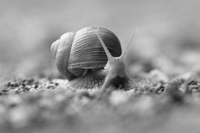Close-up of snail on land