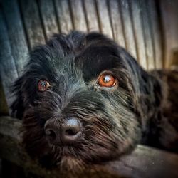 Close-up portrait of a dog