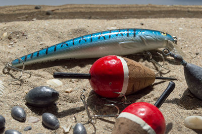 High angle view of fish on sand