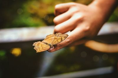 Close-up of butterfly on finger