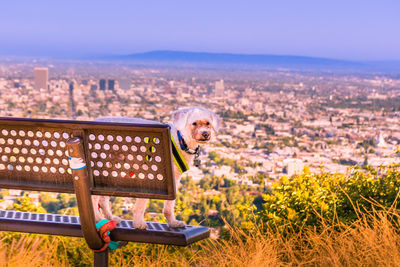 High angle view of dog on field against cityscape