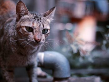 Close-up portrait of a cat looking away