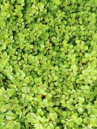 Full frame shot of leaves floating on water